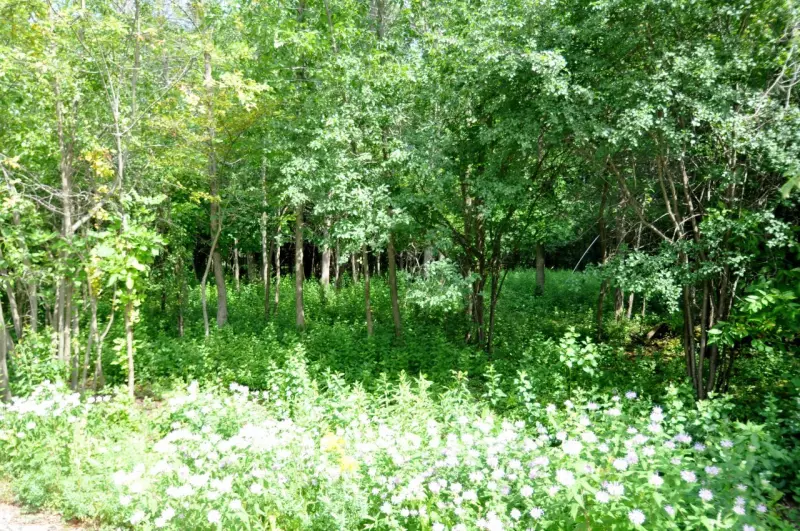 Mequon