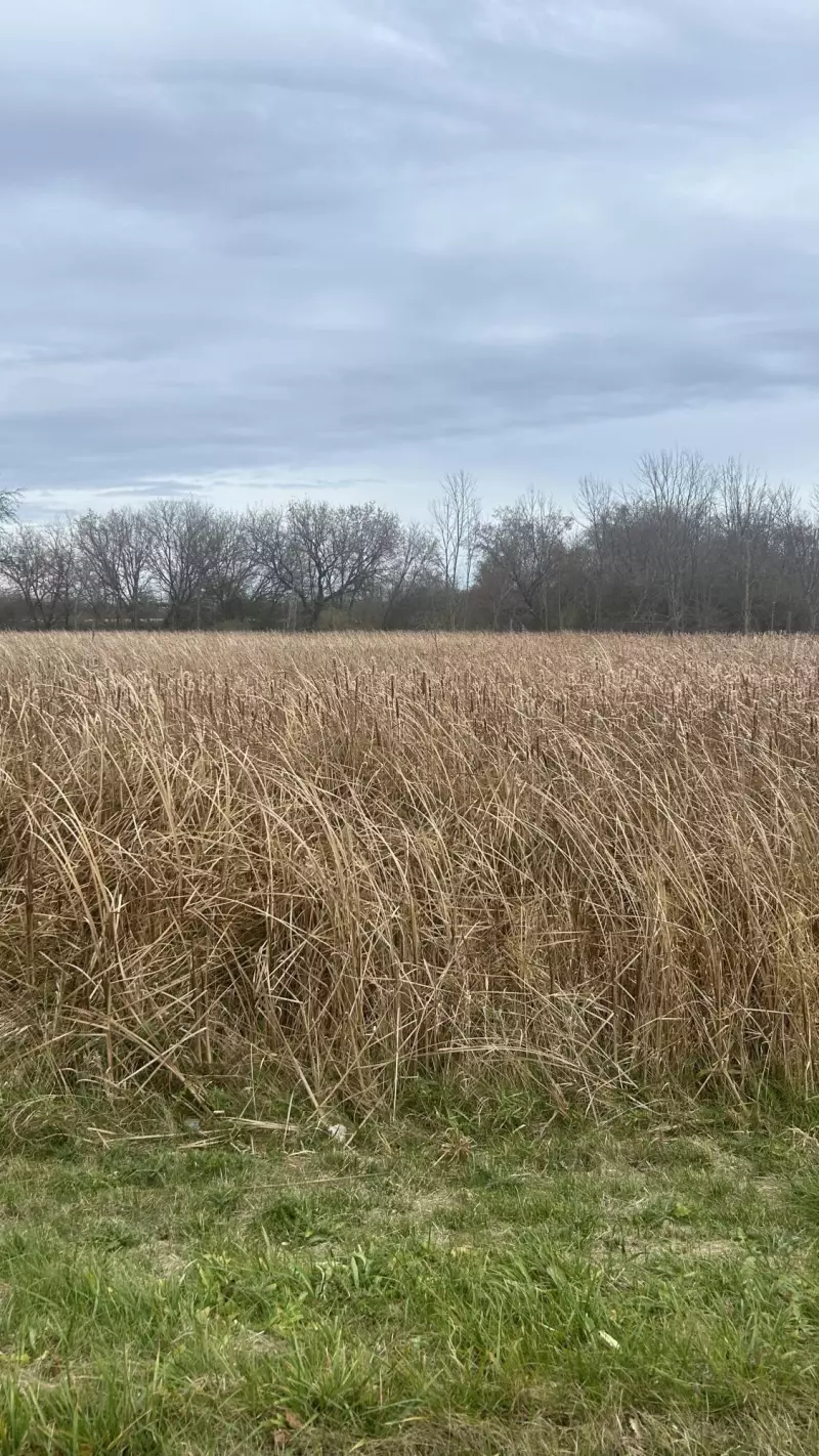 Mequon